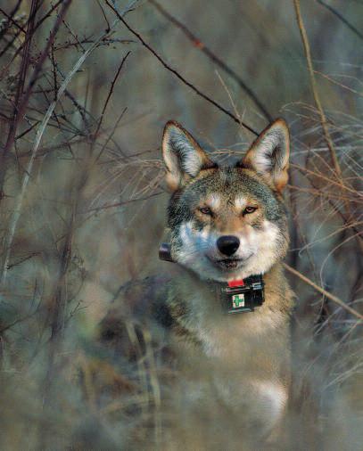 P robably the most famous new residents Return of the Howlers of the Pasquotank River Basin are endan- gered red wolves. The red wolf s range once included all of the Southeastern United States.