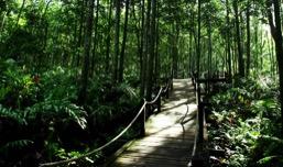 The Matang Mangrove Forest Reserve is Peninsular Malaysia s largest surviving spread of mangrove forest, most of which has been extensively cleared for development.