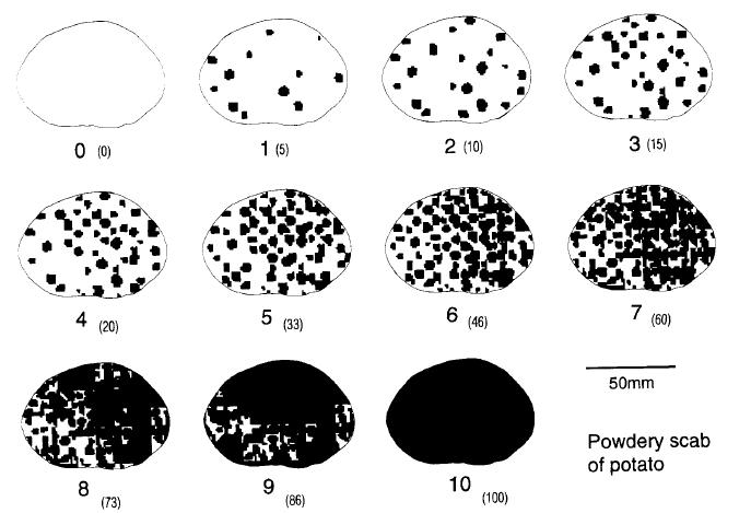 Rating scale tuber lesions (Falloon et al.