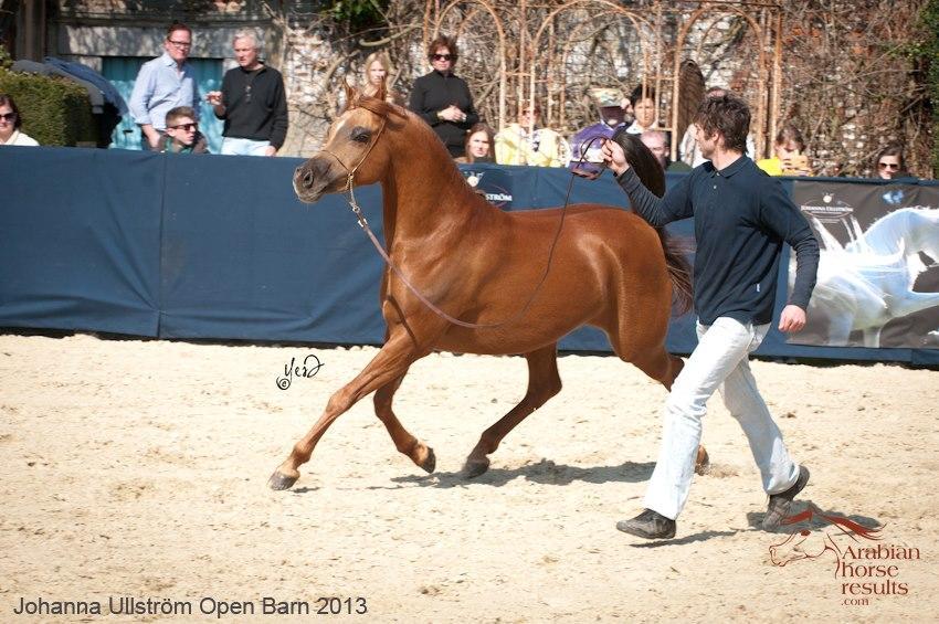 11 2.11 UPORABNOST ARABSKEGA KONJA Arabski konji so vsestranski konji, ki tekmujejo v mnogih konjskih tekmovanjih.