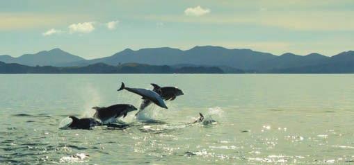 4 PREMIER ESCORTED VACATIONS NEW ZEALAND WONDERLAND 5 NEW ZEALAND WONDERLAND 7 DAYS AUCKLAND TO CHRISTCHURCH PREMIER ESCORTED VACATION Perhaps spot dolphins during a ay of Islands cruise oard the