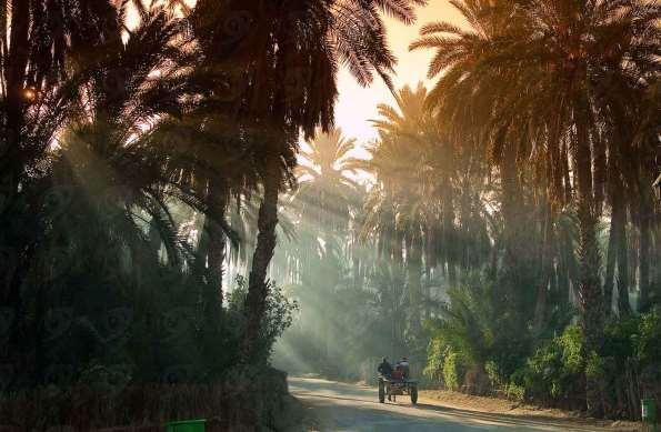 Tozeur Located in the central west part of Tunisia. With hundreds of thousands of palm trees, Tozeur is a large oasis.