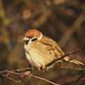 Parwch vllage,. Rdge and furrow felds at Bradbourne,. Parwch lane,. Tree sparrow,.
