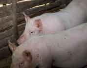 Chị nói: Trước đây, tôi nuôi lợn phải mất 5 tháng mới xuất chuồng nhưng bây giờ sử dụng giống lợn khác nên thời gian nuôi rút ngắn xuống còn 3 tháng.
