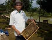 lấy mật tại nhà. Hiện nay, ông Hiền đang nuôi được 24 tổ ong. Với giá mỗi kg mật vào khoảng 120.