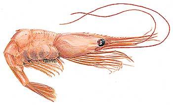 Hafrannsóknir nr. 8. Rækja Pandalus borealis Rækja. Veiðisvæði við Ísland árið. Dekkstu svæðin sýna mestan afla (tonn/sjm ). Northern shrimp. Fishing grounds in.