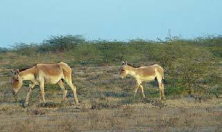 Day 05 Dasada After breakfast, morning and Afternoon excursion to The Little Rann of Kutch and Local Villages by Safari : which covers an area of roughly 5,000 square km, is primarily known as
