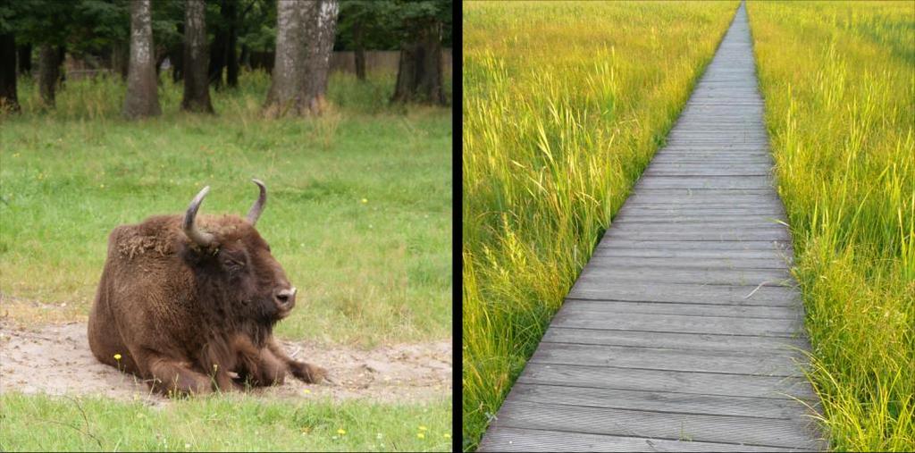 Bison in Białowieza National Park, Poland (Katarzyna Papińska) Wooden pathway through a swamp in Biebrza National Park, Poland (Katarzyna Papińska) 2 2 The majority of national parks conduct