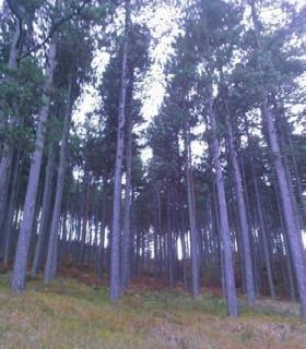 Техника искоришћавања је слична традиционалном шумарству. Досадашње дефинисање и употреба термина вештачки подигнуте шуме и шумске плантаже треба променити.