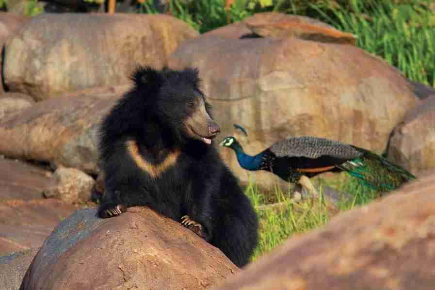 SLOTH BEAR RESORT JUST 15KM FROM HAMPI IS THE DAROJI SLOTH BEAR SANCTUARY THAT BOASTS OF A HEALTHY POPULATION OF SLOTH BEARS.