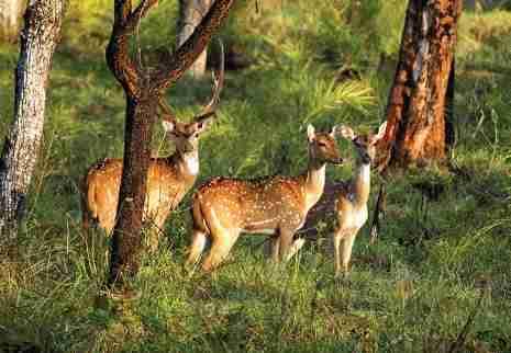 Wildlife safari into the Bandipur National Park Short treks guided by experienced naturalists Bird-watching &