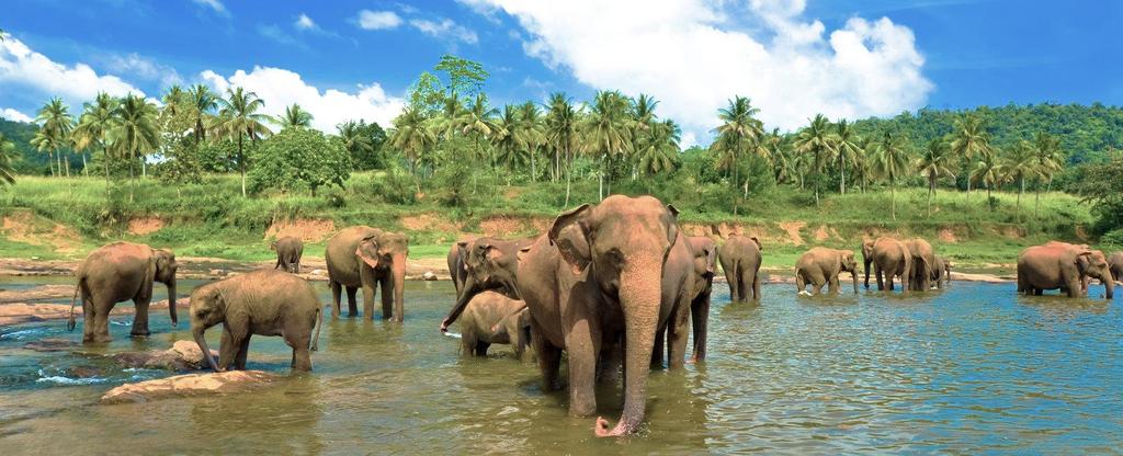 GT069 Sri Lanka with Maldives - 7N/8D Greetings from WPS Holidays. It gives us immense pleasure to provide you with detailed itinerary and quote for your upcoming holidays to Sri Lanka with Maldives.