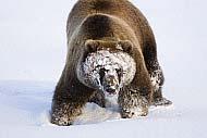 Grizzly in snow in Denali National Park with a snow