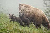 100IN EM0011D001 Mother Grizzly Bear and cubs walk up a