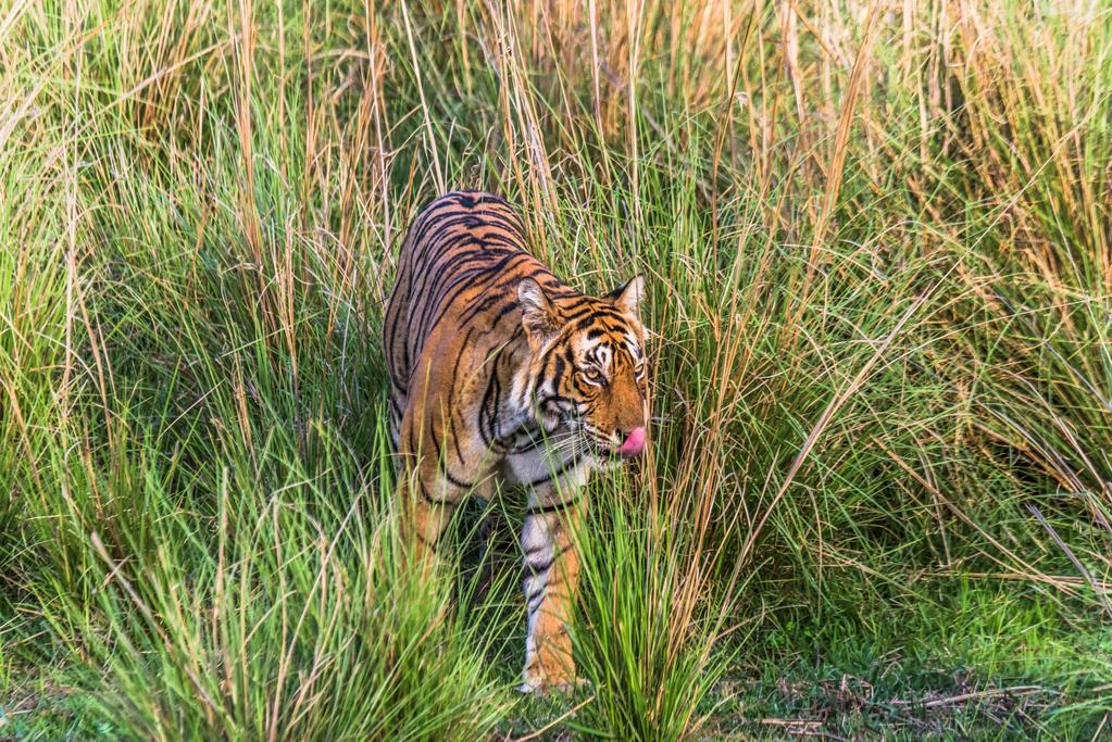 One of the most popular parks with tiger sightings at its best, a photographers dream come true, dotted with lakes and ponds around which the wildlife abounds, predators and prey enact their day to