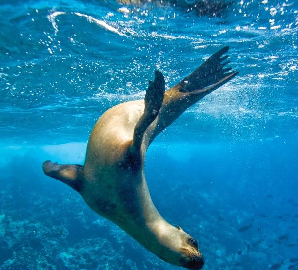 GALÁPAGOS 10 DAY / 9 NIGHTS EXPEDITION COST PER PERSON / DOUBLE OCCUPANCY CABIN CATEGORY: 01 02 03 04 Suite A Suite B Suite C $ 6,960 $ 8,100 $ 8,990 $ 9,970 $ 11,950 $ 12,890 $ 13,660 COST PER