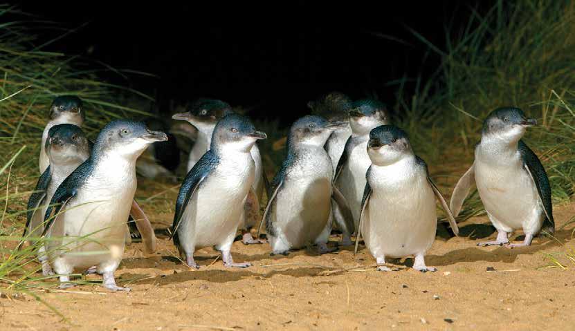PENGUINS Penguin Parade 2 PENGUIN PARADE, KANGAROOS, KOALAS, ISLAND FARM DAILY including Christmas Day 1.15pm 9.00pm - 11.30pm (seasonal) Wallabies Tour 384 General Viewing $166.00 Child: $83.