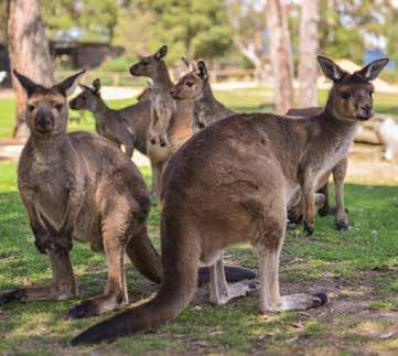 Ballarat Wildlife Park is a high standard, well-planned fauna reserve affording excellent opportunities to mix with native Australian animals. COACH TOUR l As described on page 8 opposite.