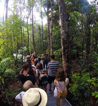 Alexandra Lookout Daintree River Cruise search for crocodiles and other wildlife 488 $169 $85 Departs: Approx 7:30am from Cairns &