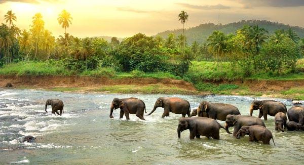 TOUR INCLUSIONS HIGHLIGHTS Discover the highlights of Sri Lanka Visit the historic cities of Kandy, Colombo, Galle and more Discover the famous Pinnawala Elephant Orphanage Tour the vibrant coastal