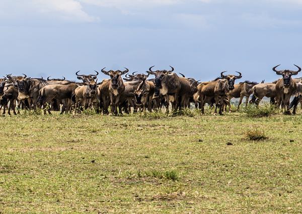 The Serengeti is vast and beautiful; it's one of Africa's most captivating safari areas.