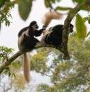 This is one park where you can see the colobus monkey.