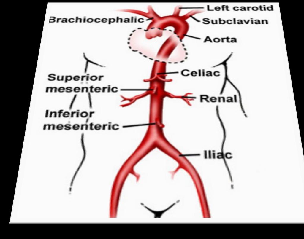 ANATOMIJA početna i najveća arterija dobiva krv iz