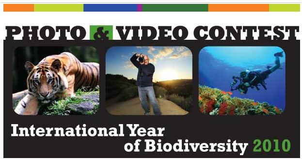 Possibilities for the implementation of the vision and aims for biodiversity after 2010. (Photo taken from http://www.eutrio.be/biodiversity-changingworld).