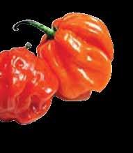 Place the seasoned beef in pot and reduce heat to simmer. Place whole scotch bonnet peppers over meat.