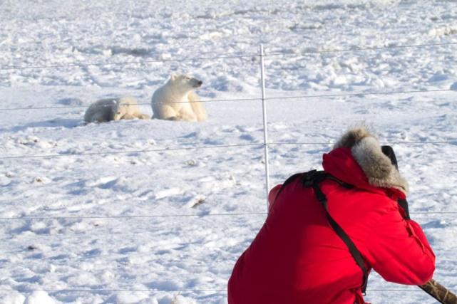 This 7 day/6 night unforgettable experience is specially designed to get you as close to polar bears in the wild as possible and provide the finest polar bear photo opportunities on the planet!