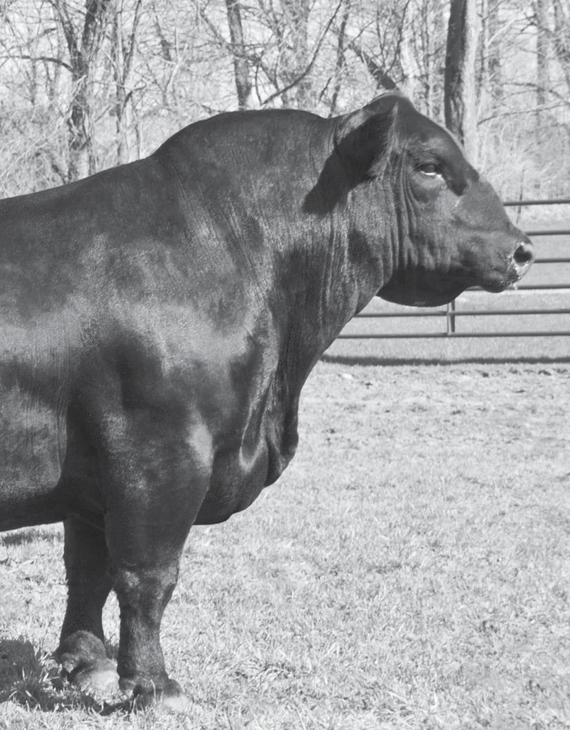 feeder calves pregnancies angus bulls genomically