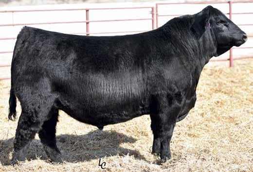 HERD SIRE DIRECTORY ELLINGSON CHAPS 4095 ELLINGSON CHAPS 4095 Calved: 3/1/14 Bull 17932714 Tattoo: 4095 + Rito 707 of Ideal 3407 7075 # R R Rito 707 S A V Resource 1441 Ideal 3407 of 1418 076