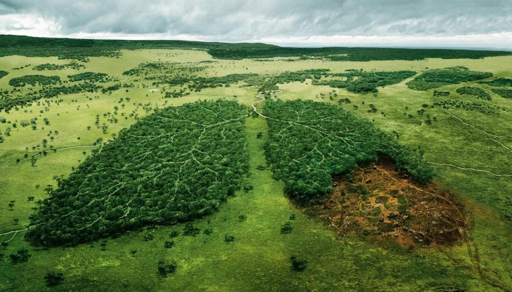 DEFORESTATION Deforestation is clearing Earth's forests on a massive scale The world s rain forests could completely vanish in a hundred years at the