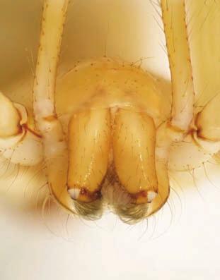New data on the spiders in the caves of Balkan Peninsula (Araneae) 467 4 5 6 7 8 Figs 4-8