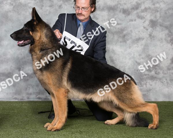 571 CH MARCATO'S FIRE INSIDE Dog DN40122105.6/22/2014 Breeder: Jacqueline Short-Nguyen. By: GCH Stuttgart's Single Action Army V Hammersmith X Ch Mana's 5 Cents For Advice Marcato RN.