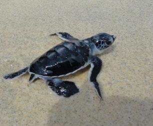 conservation activities including: beach patrols to locate turtle landings; monitoring of nesting