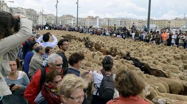 TransHumance Arrival in Marseille on June 9 More than 4000 animals