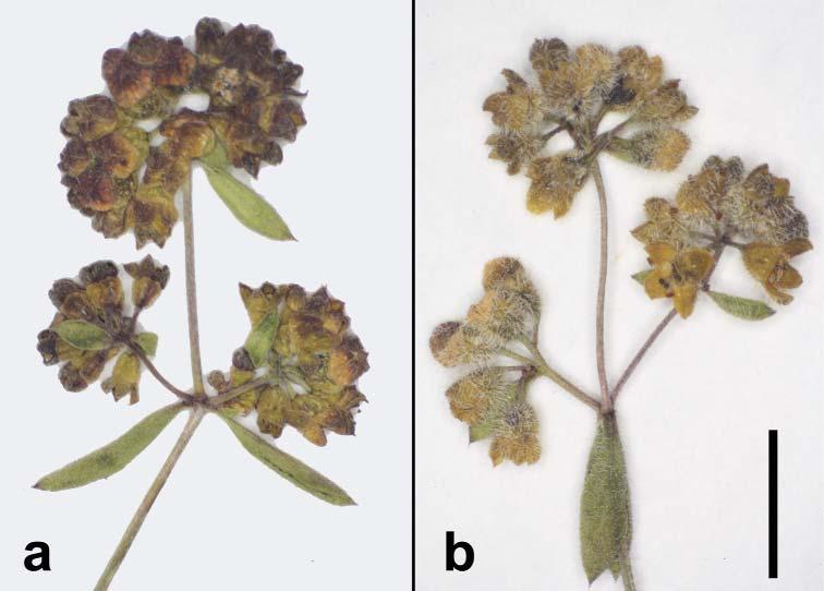 Flora Mediterranea 23 2013 81 Fig. 3. The inflorescence of Galium pseudocapitatum (Con & Rad 12873) consists of head-like cymes.