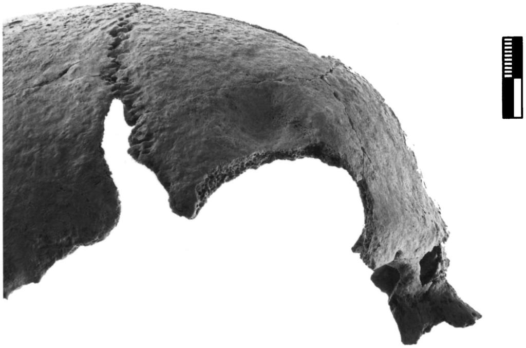 Figure 24. Skull 8136.