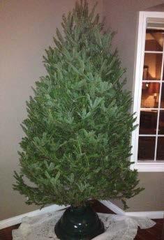 St. Andrew s 2017 Christmas Fundraiser Live Christmas Trees Back by popular demand, we re once again selling Nova Scotia Balsam Fir trees directly from a family-owned tree farm in Erinville, Nova
