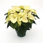10 Holiday Planters @ $30 each: Includes four different tropical plants, along with a