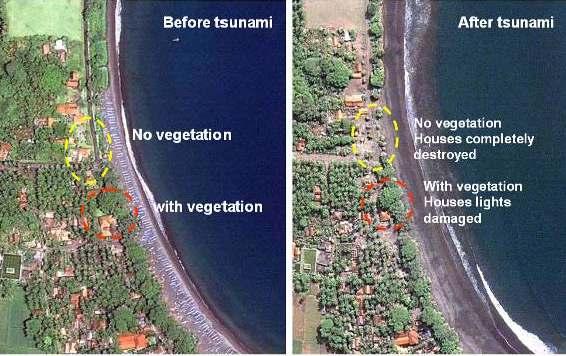 With Vegetation no damage Satellite imagery before and