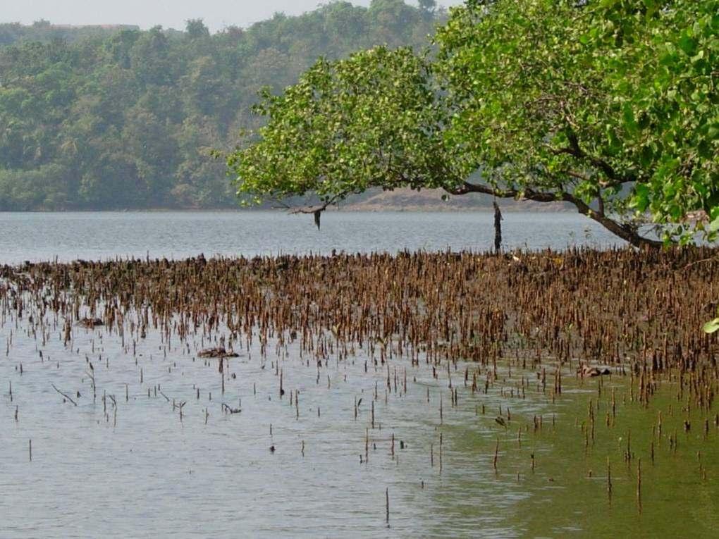 Mangroves in Sundarbans saved West Bengal in