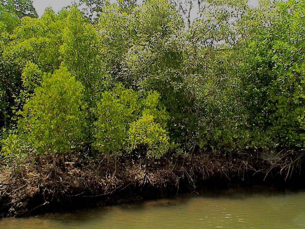 In Thailand, mangroves and coral reefs protected the Island of Surin from tsunami In Sri Lanka Coastal village Kapuhenwala