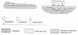 Types of mangrove forests (Lugo and Snedaker, 1974) Types less resistant to natural hazards 1. Overwash (small islands) 2.