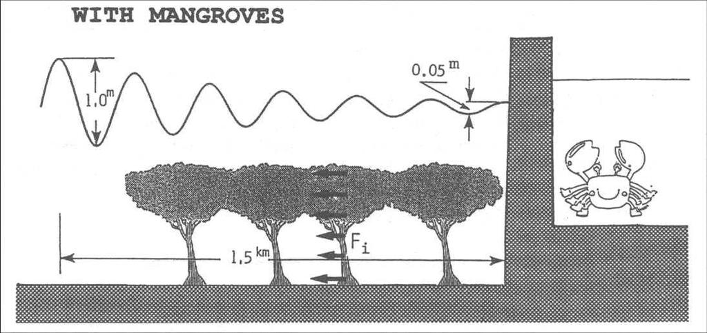 Do mangroves reduce