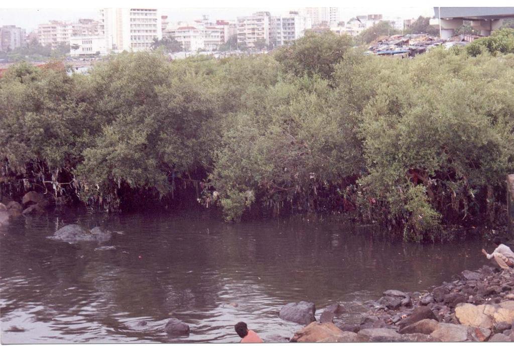 Mangroves play central role in biogeochemical cycles of coastal