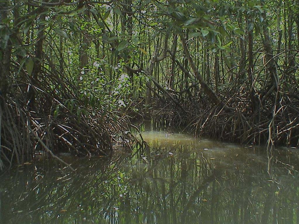 To design and develop coastal bioshield using mangrove & coastal species Is it cost effective measure? Yes Economic values US$ 0.2-0.
