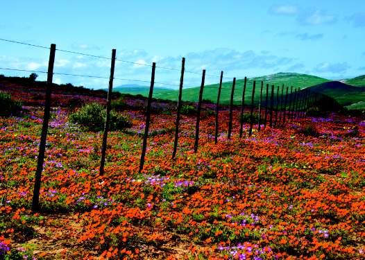 Left to right: Namaqualand flowers, Muizenberg beach, Cape Point aerial, Kirstenbosch National Botanical Gardens. son.