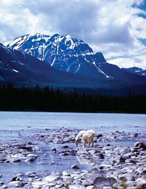 Accommodations, Attractions & Tours Japser Continued... Jasper National Park is the largest of Canada s Rocky Mountain Parks.